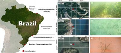 Bridging soil biogeochemistry and microbial communities (archaea and bacteria) in tropical seagrass meadows